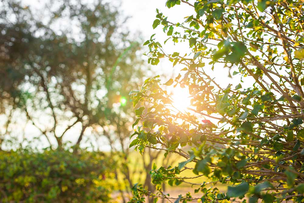 Natura illuminata dal sole